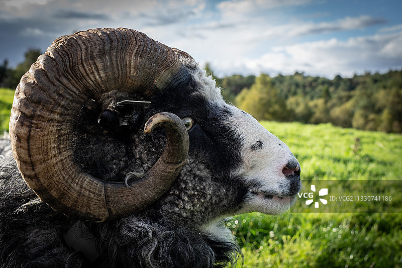 田野上绵羊的特写图片素材