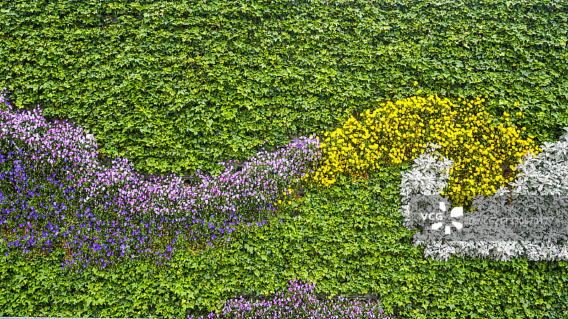 绿色植物景观墙背景素材图片素材