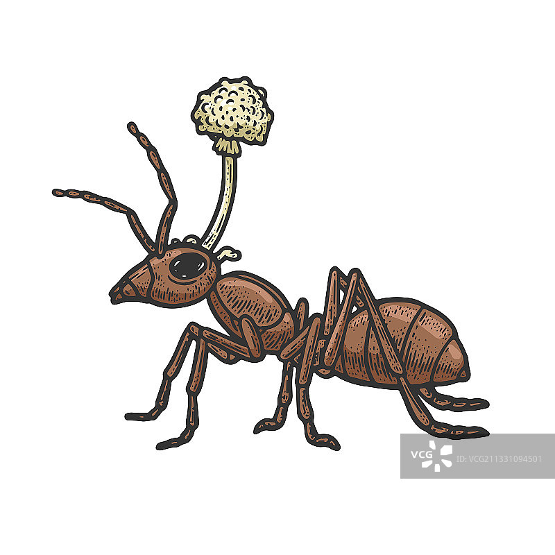 僵尸蚂蚁蘑菇素描图片素材