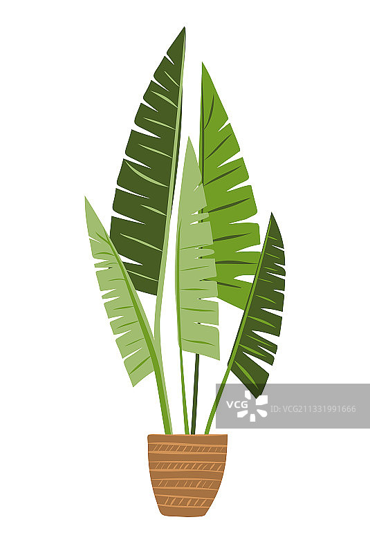 绿色的棕榈树在一个平底锅上的白色风格图片素材