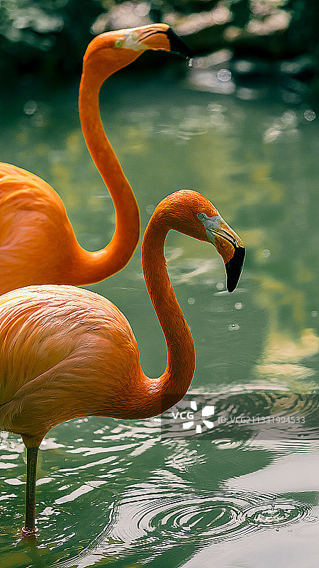 湖边饮水的火烈鸟图片素材