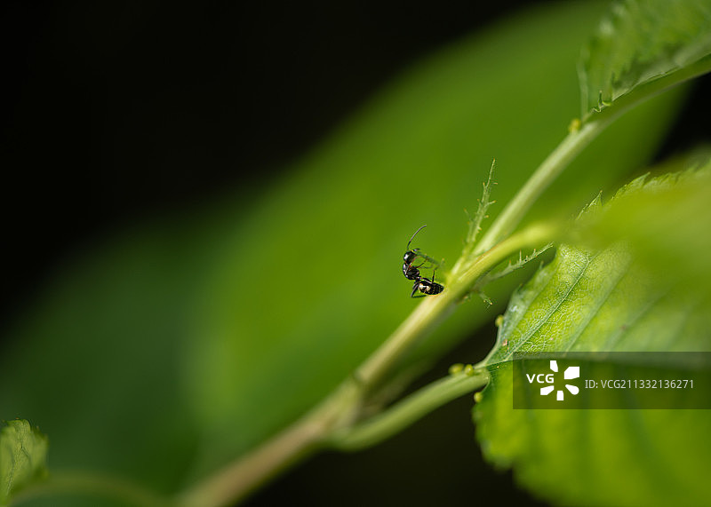 春天，树叶正绿，一只蚂蚁爬到了树枝上，正在翻过一个障碍图片素材