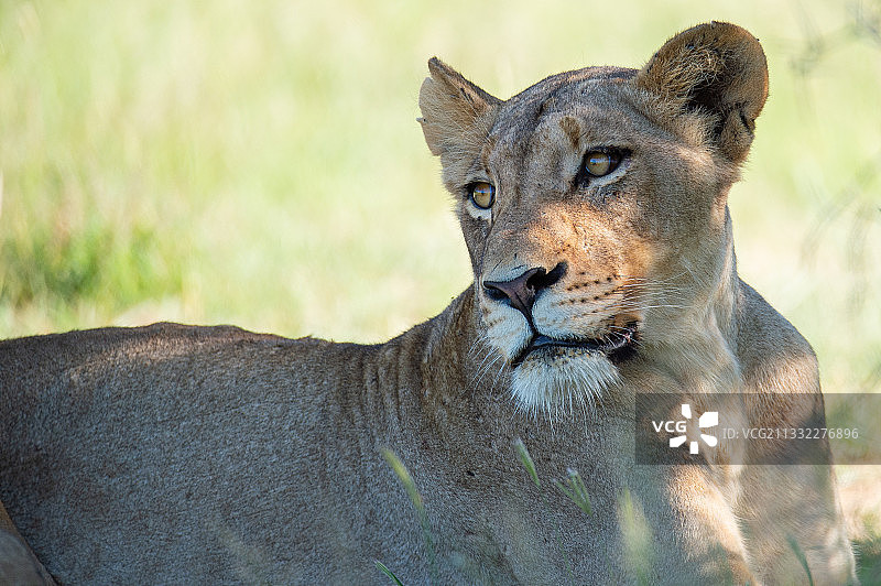 母狮,南非图片素材
