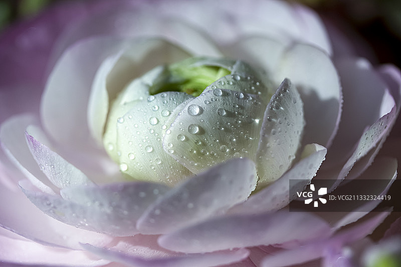 湿玫瑰的特写图片素材