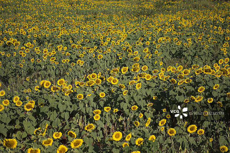 全帧拍摄的黄色开花植物在田间图片素材