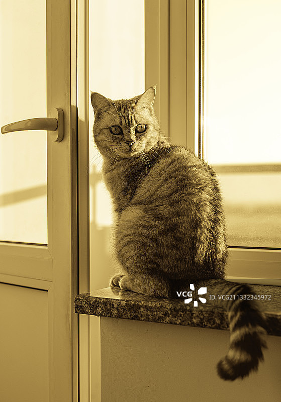 猫坐在窗台上的肖像图片素材