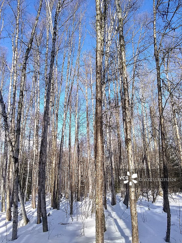 白雪覆盖的土地上的树木图片素材