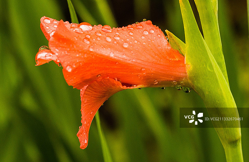 湿红花的特写图片素材