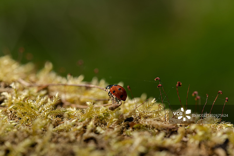 草地上的瓢虫特写，伯克汉姆斯特德，英国，英国图片素材