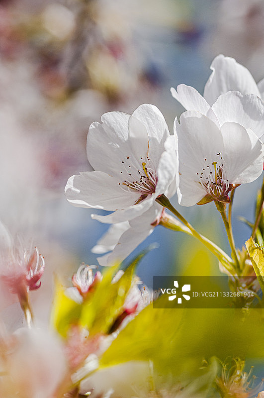 白色樱花的特写，格罗夫村舍，美国俄勒冈州，美国图片素材