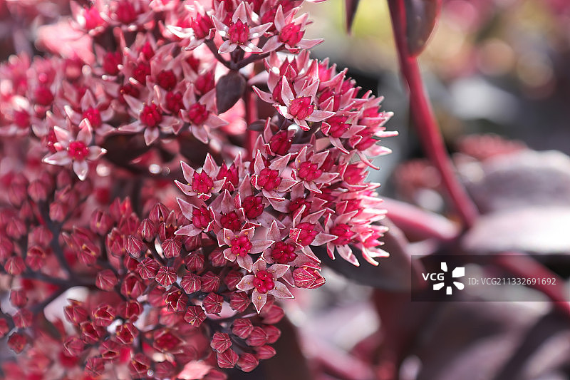 特写的粉红色开花植物图片素材