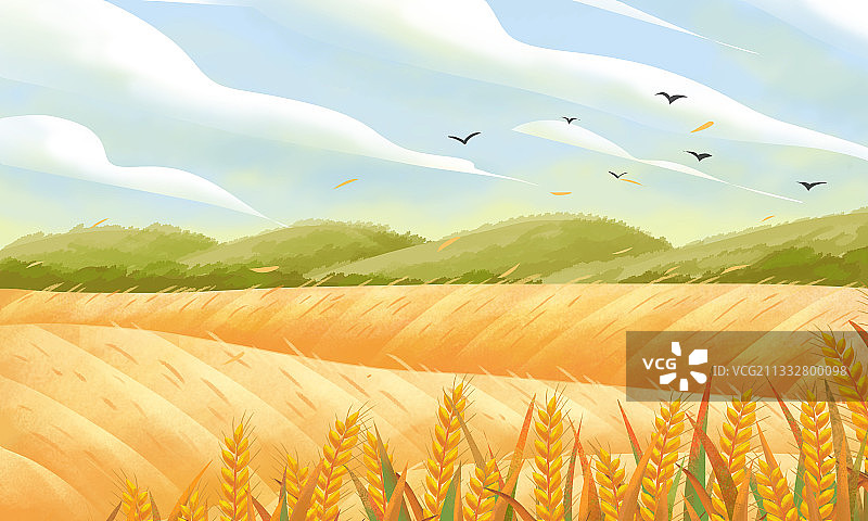 二十四节气之夏天的稻田图片素材