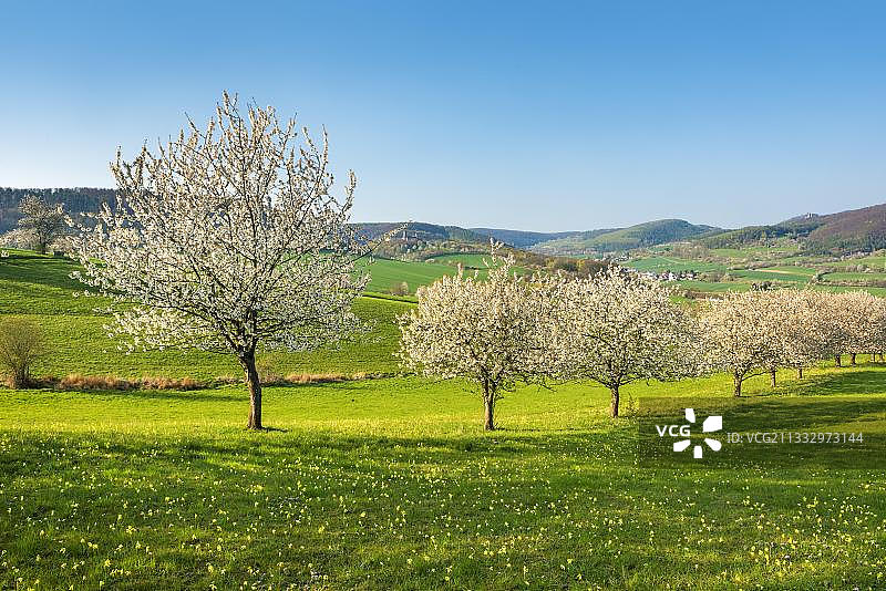 春天的风景与盛开的樱桃树，草地与报春花(报春花)，靠近Witzenhausen, Hesse，德国，欧洲图片素材