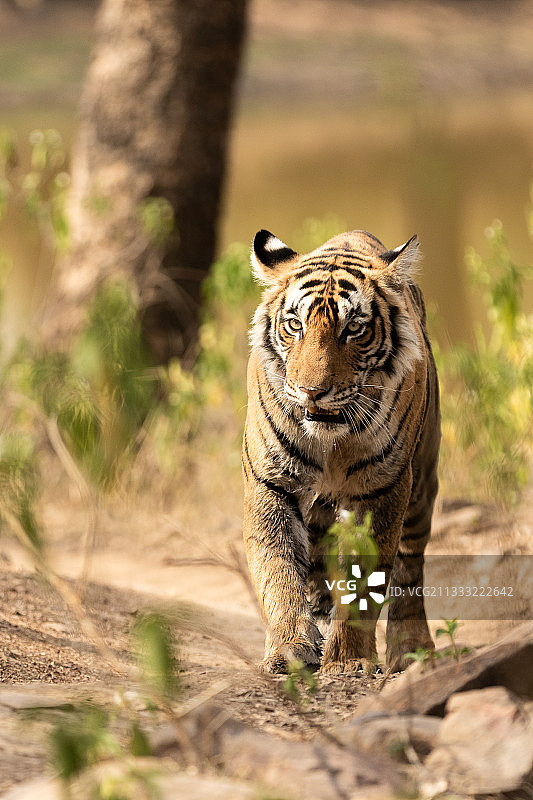 苏门答腊虎在田野上行走的肖像，Ranthambore国家公园，拉贾斯坦，印度图片素材
