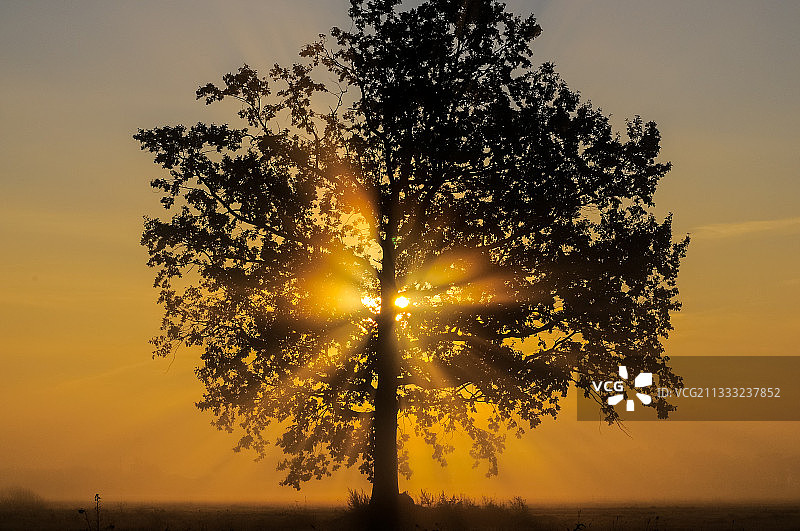 日落时天空映衬下田野上树木的剪影图片素材