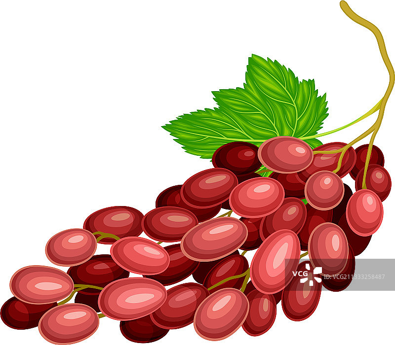 红色的椭球状浆果，葡萄簇生图片素材