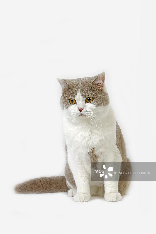 紫色和白色的英国短毛家猫，白色背景下的雄性图片素材