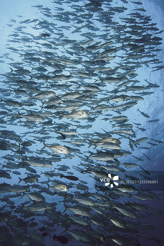 大眼鲹鱼在学校里，蓝角鲨，密克罗尼西亚，帕劳图片素材