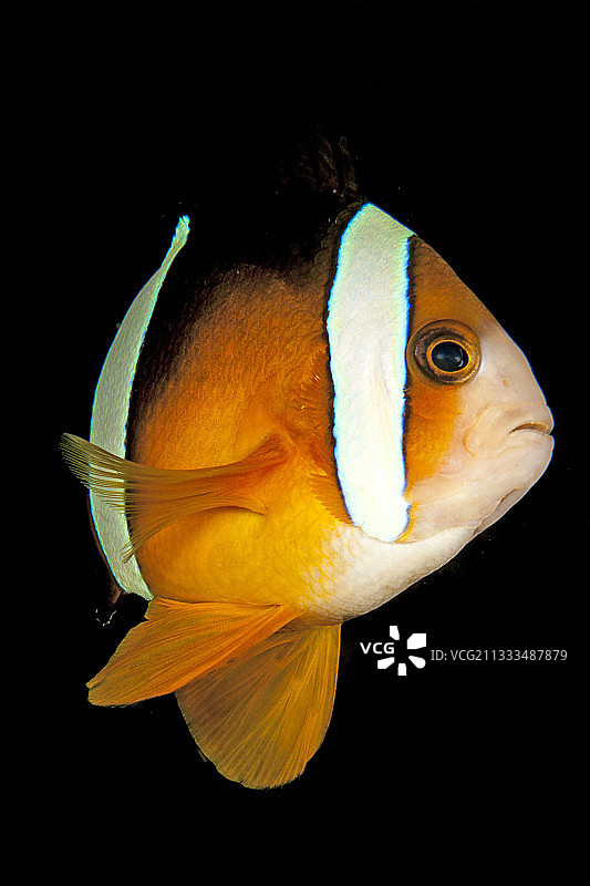 在印度尼西亚北苏拉威西岛的西拉登岛布纳肯海洋国家公园前，夜间潜水的黄尾小丑鱼。图片素材