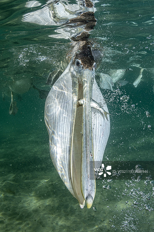 墨西哥下加利福尼亚，东太平洋，巴伊亚马格达莱纳岛，水下觅食的褐鹈鹕(西西鹈鹕)图片素材