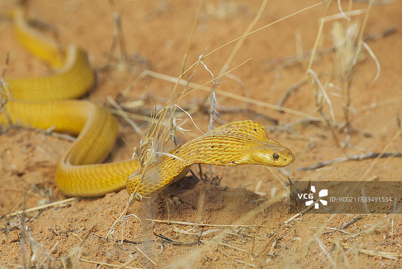 眼镜蛇角(Naja nivea)。狩猎和传播它的广阔。卡拉哈里沙漠，卡拉加迪越境公园，南非。图片素材