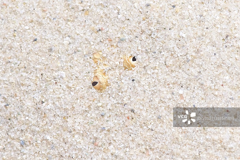 沙中的撒哈拉沙蝰(Cerastes vipera)图片素材