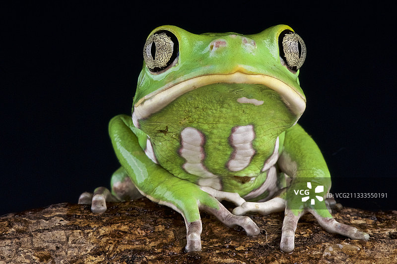 巴拉圭查科，立夫青蛙图片素材