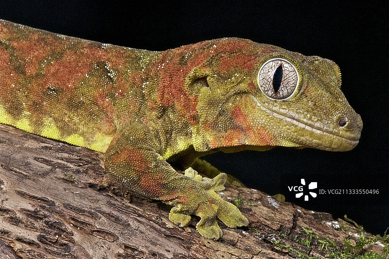 新喀里多尼亚苔藓壁虎(Mniarogekko chahoua)，新喀里多尼亚图片素材