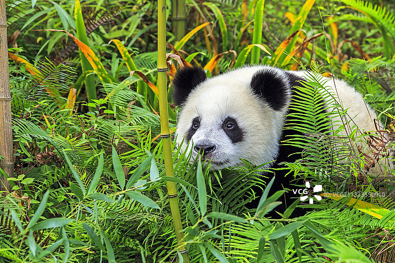 大熊猫(Ailuropoda melanoleuca)，圈养，成都熊猫基地，中国四川图片素材