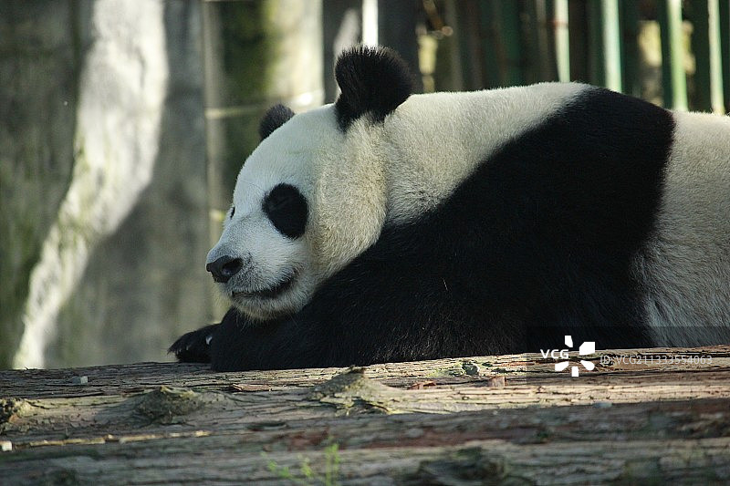 慵懒的大熊猫图片素材