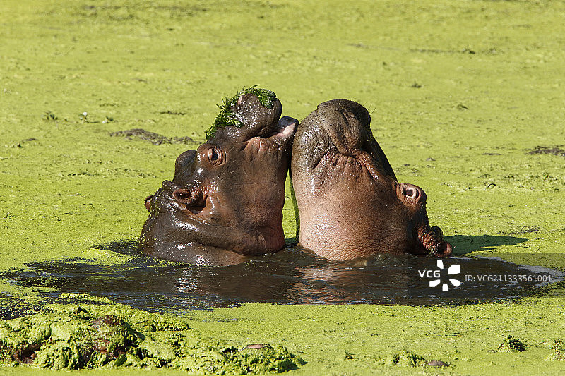 小河马(两栖河马)在水里玩耍，克鲁格NP，南非图片素材