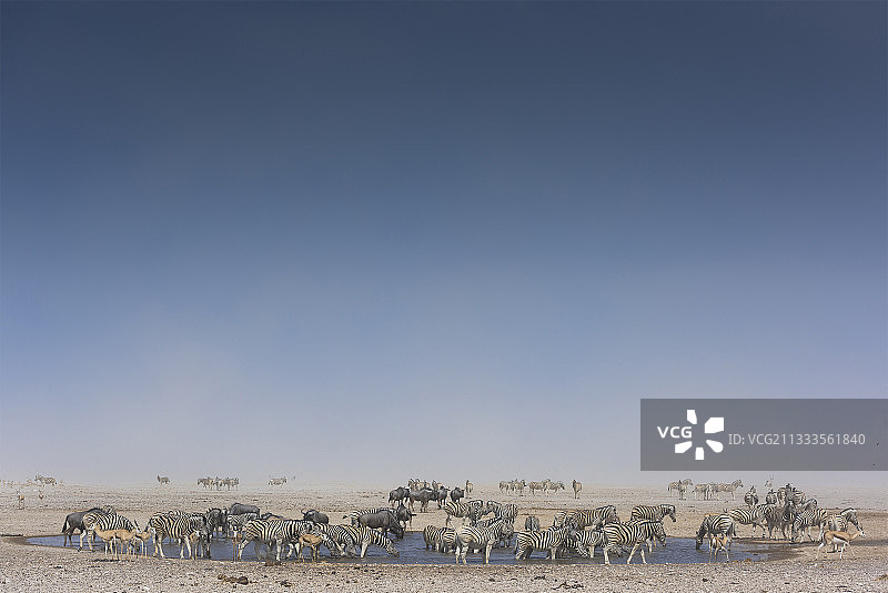 波切尔斑马(Equus Burchellii)，放牧在水坑和其他动物在沙尘暴，纳米比亚，Etosha国家公园图片素材