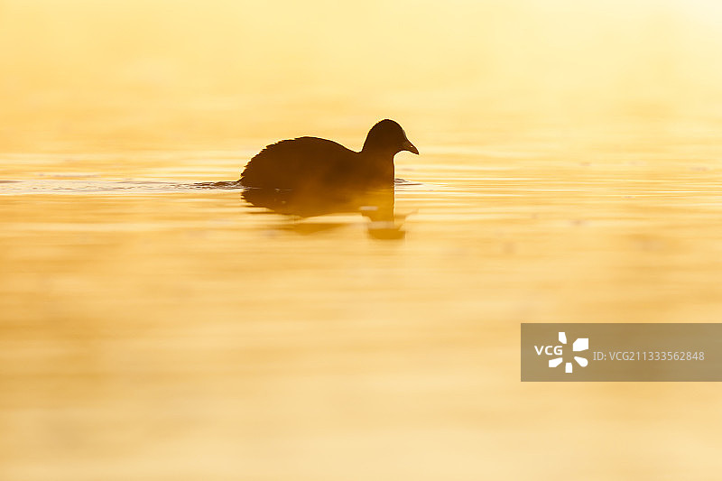 一只白骨顶在日出时游泳的剪影，莱茵岛，阿尔萨斯，法国图片素材