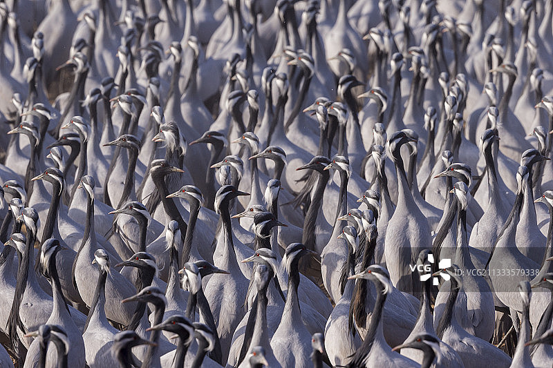 鹤Demoiselle Crane (Anthropoides室女座)聚集。基昌村位于印度拉贾斯坦邦塔尔沙漠，自1970年以来，这里的居民每年冬天都会给过冬的鹤喂食图片素材