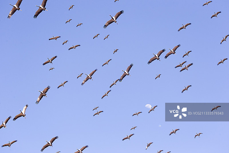 鹤群(室女座)在飞行中。基昌村位于印度拉贾斯坦邦塔尔沙漠，自1970年以来，这里的居民每年冬天都会给过冬的鹤喂食图片素材