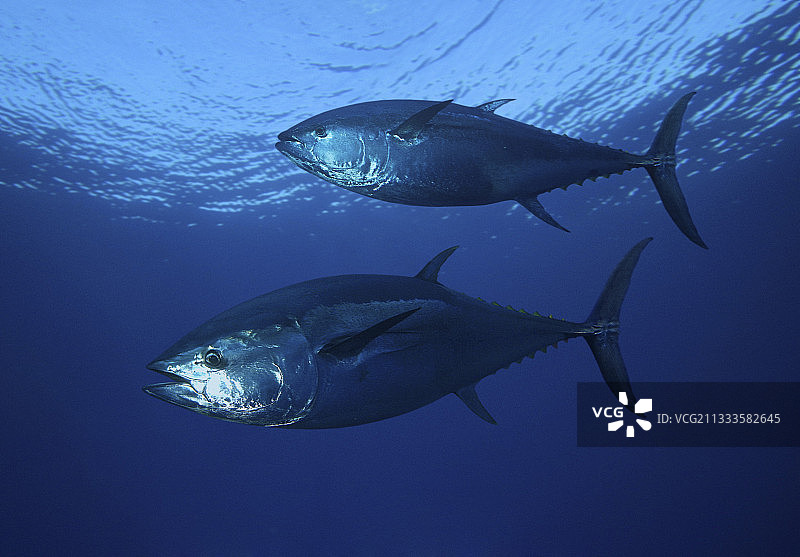 大西洋金枪鱼(Thunnus thynnus)，合成图片。葡萄牙。合成图像图片素材