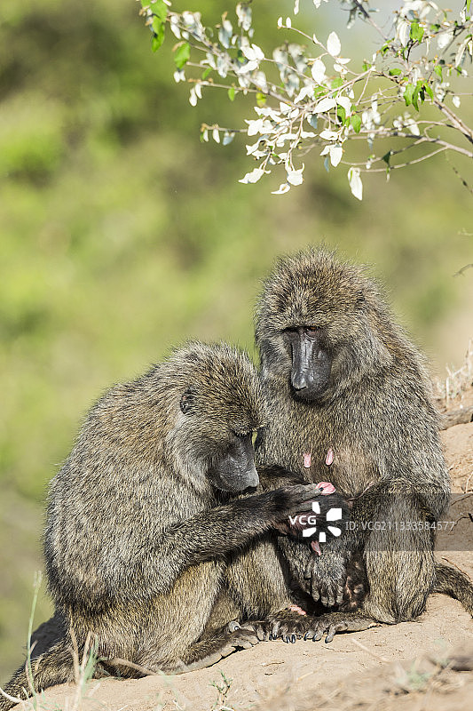肯尼亚马赛-马拉保护区，一种母狒狒正在梳理一只新生的幼崽图片素材