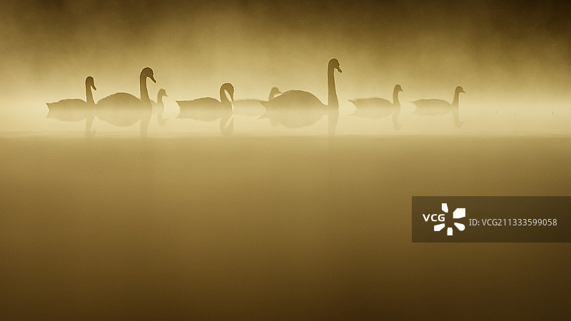 在清晨的阳光下，四只天鹅和四只加拿大鹅在一起。图片素材