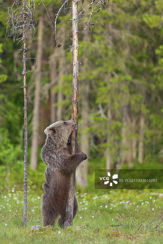 在芬兰索穆萨尔米的森林附近，一只幼熊正在舔树干图片素材