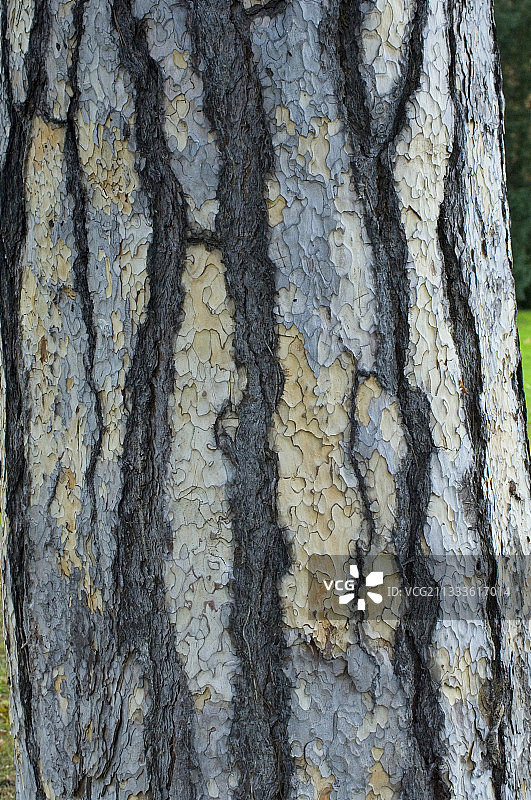 松树皮(Pinus sp)图片素材