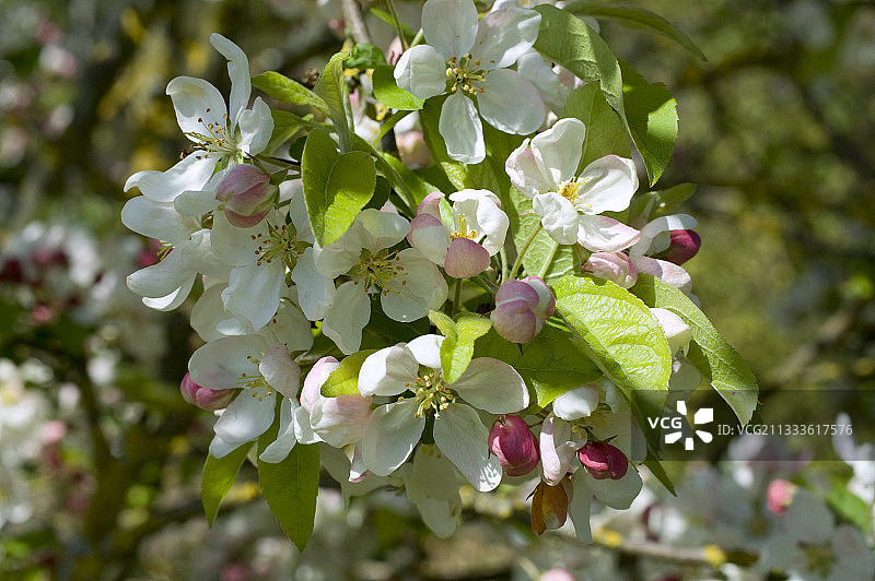 观赏苹果树(苹果)“斯宾格教授”，春天开花图片素材