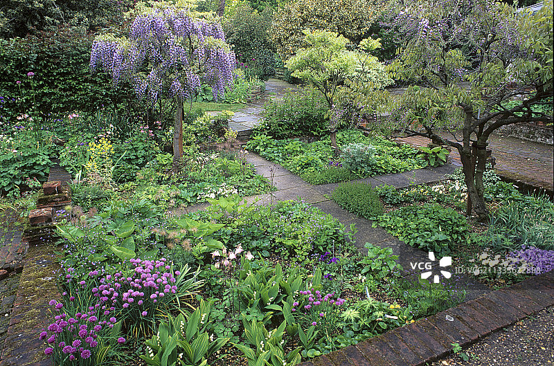 中世纪牧师小花园，日本紫藤(Wisteria floribunda)“雪阵雨”，海德大厅，英国埃塞克斯图片素材