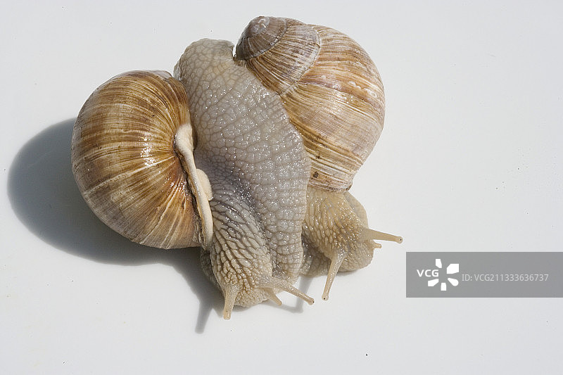 两只勃艮第蜗牛交织在一起图片素材