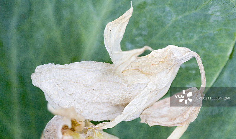 法国豌豆花的流产图片素材