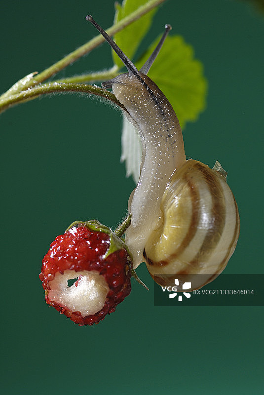 在法国花园草莓上的白唇花园蜗牛图片素材