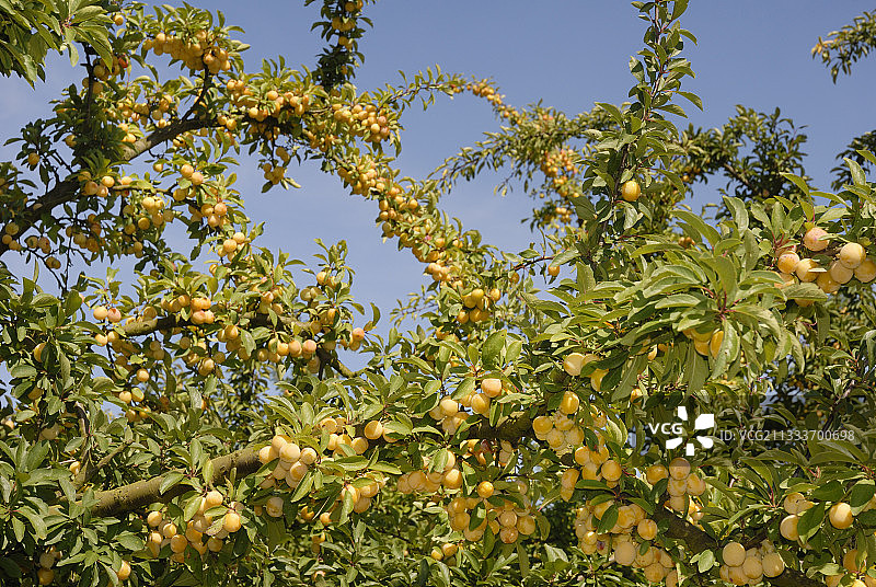 法国洛林果园树上的李子图片素材