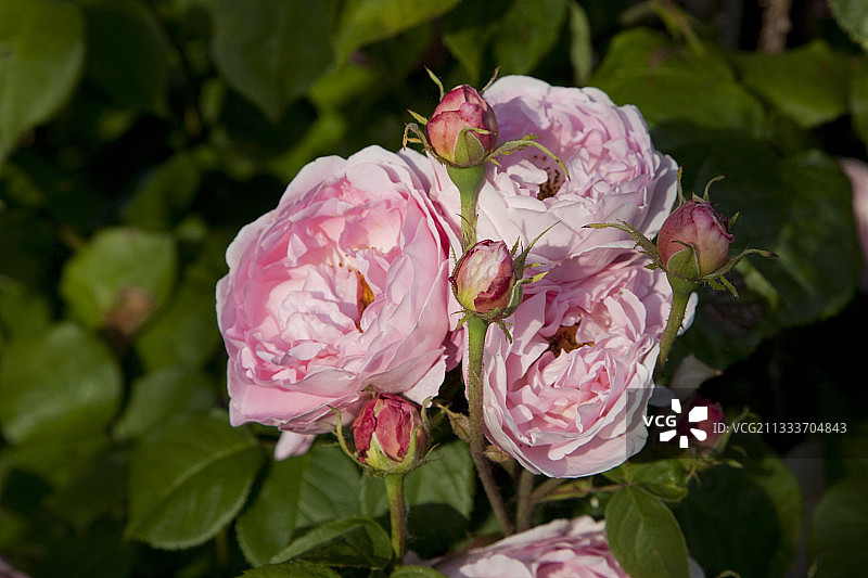 粉红玫瑰“Constance Spry”Le jardin de Roquelin法国图片素材