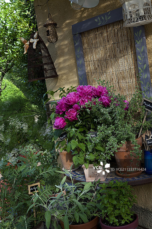 花园里的牡丹花束和芳香植物图片素材