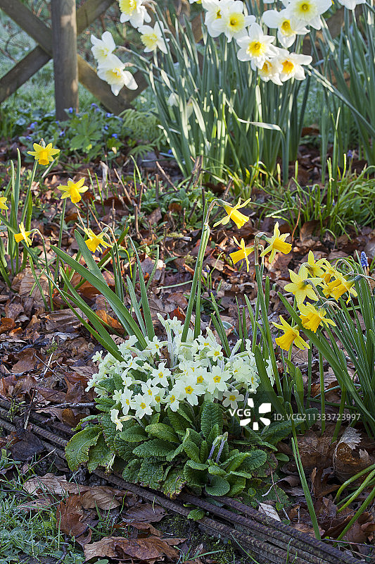 水仙和报春花在花园里盛开图片素材