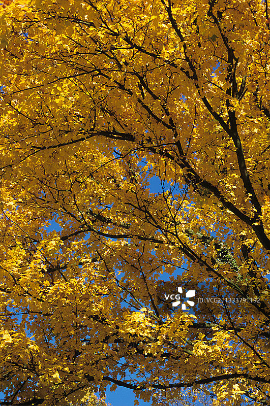 树篱枫树在秋天的法国Meurthe和Moselle图片素材